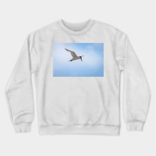 Royal Tern In Flight Crewneck Sweatshirt